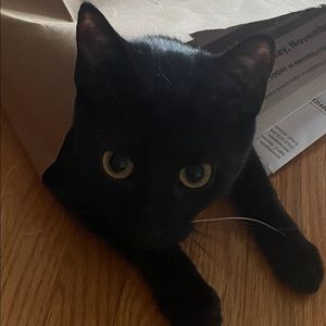 Meet your Posher, Rachel